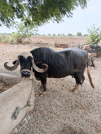 ભેશ વેચવાની છે
