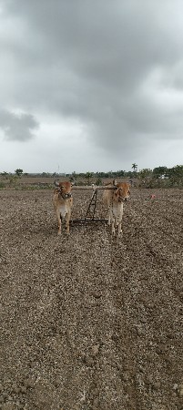 આ બળદ વેચવાના છે.