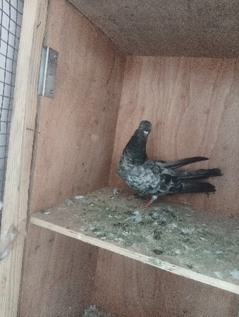 chataydar female
