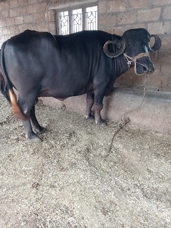 ભેંશ વેચવાની છે