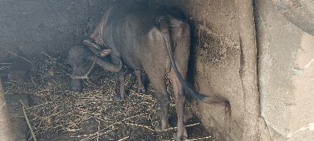 ભેંસ વેચવાની છે
