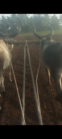 ગોંઢલા વેચવાનાછે