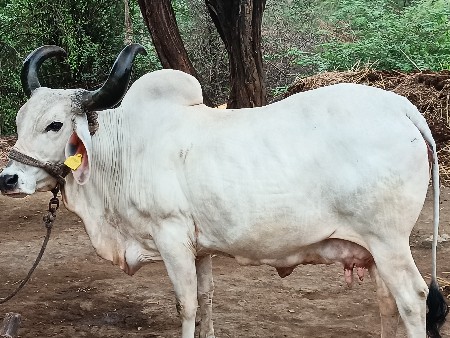 ગાય વેચવાની