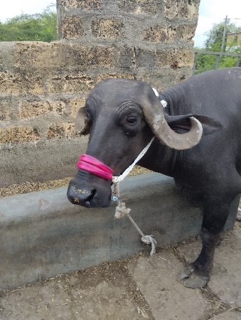 પેશવાની છે