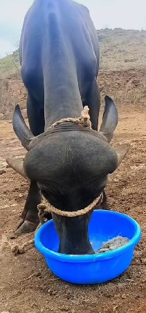 પાડો વેચવાનો છે