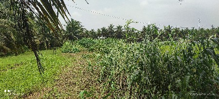 જવાર નો ચારો વેચવાનો છે