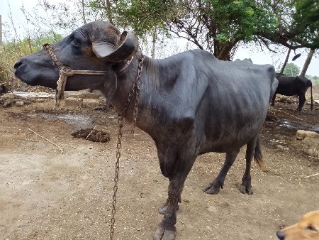 વેચવા ની છે