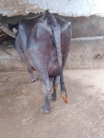 ભેંસ વેચવાની છે 4  વેતર  5 દિવસ