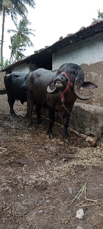 પાડો વેચવાનો છે