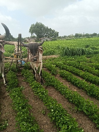 બળદ વેચવાનો છે