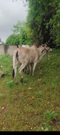 ઓડકી સે સાવ સોજી