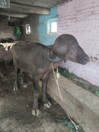 ઓરીજનલ જાફરાબાદી પાડો