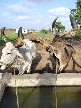 ચાર વાવણી ના બળદ છે