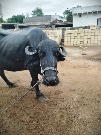 બધિ જવાબદારી છે