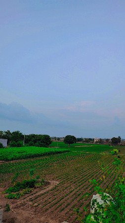 માંડવી નુ બિયારણ