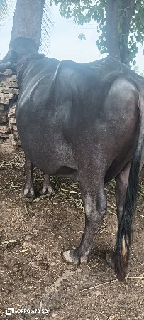 વેચવાનેછે