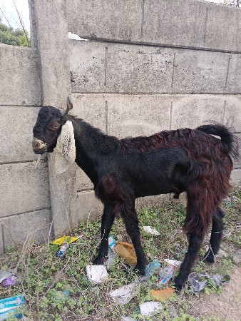 બકરો વેચવાનો છે