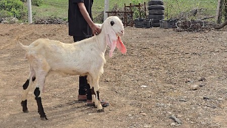હૈદરાબાદી મુંડી બકરી