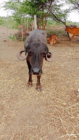 આ ખડેલી વેચવાની છે