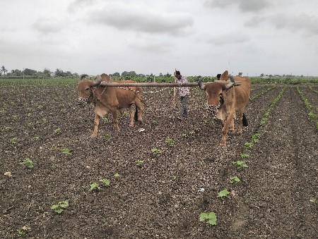 બળદ વેચવાના છે