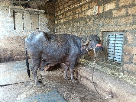 લેવી હોય ઇજ ફોન કરજો