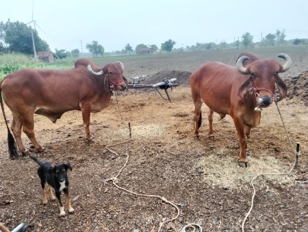 બળદ વેચવાના છે