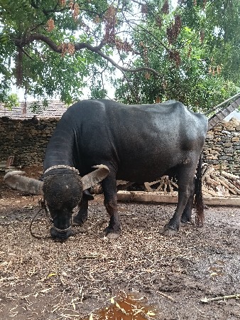 વેચવાની છે