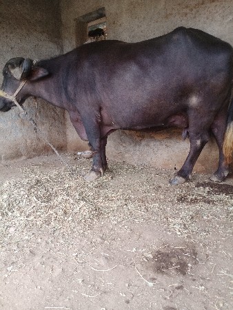 ભેંસ વેચવાની છે