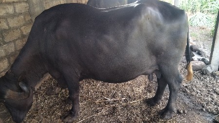 3 વેતર