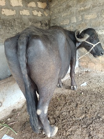 આ દેશને સાતથી આઠ મહિના છે