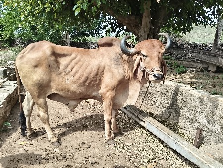 બળડ
