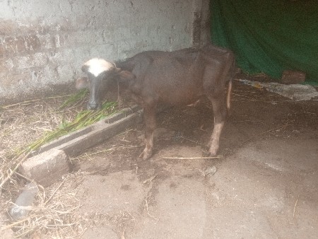 પાડો વેચવાનો છે