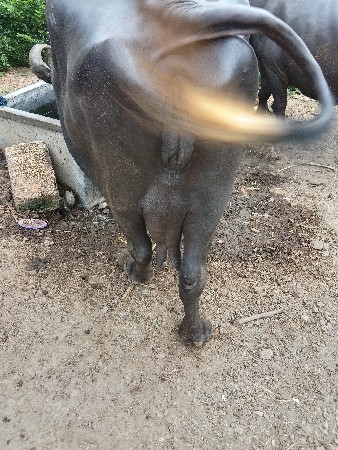 ભેંશ વેચવા ની છે