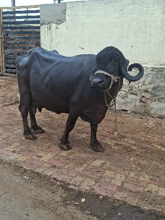 ભેંસ વેચવાની