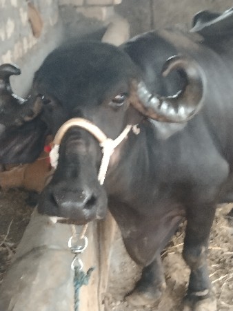ત્રીજું વેતર વ્યાની