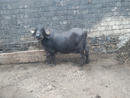 ભેંસ વેચવાની છે