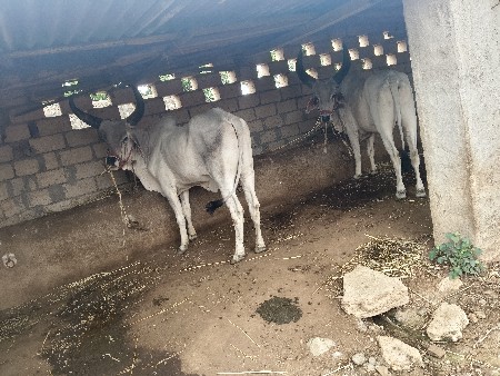 badadh