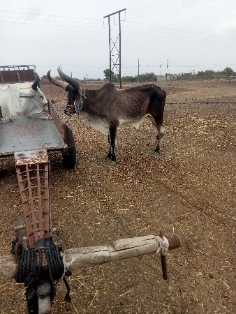 બળદ વેચવા છે