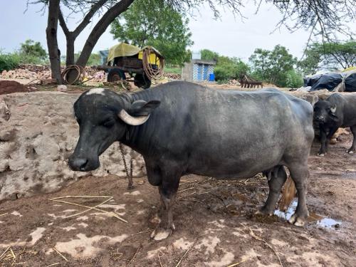 વેચવાની સે