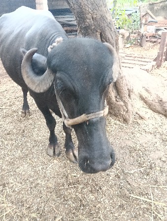 ભેંસ વેચવાની છે