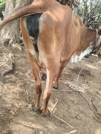 હાવ હજી ટોટલ જવાબદારીથી દેવાની છે