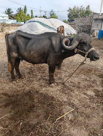 પાકડ ભેંશ વેશવાની છે