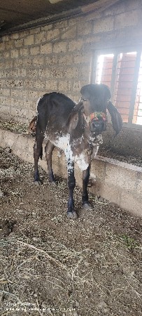 vashdi veshva ni she
