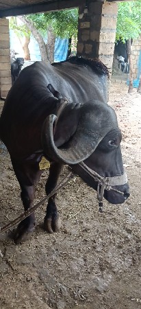 ભેંસ વેચવા ની છે