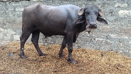 પાડો વેચવાનો છે