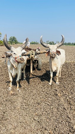 બળદ