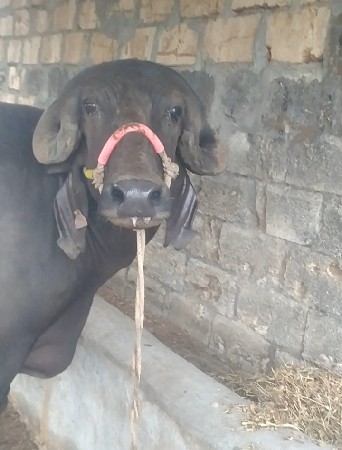ખાડાય  વેસસવાની સે