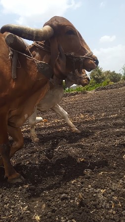 ફુલ ગેરેટી થી દેવા ના સે