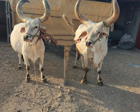 બળદ