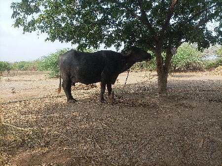 ભેસ વેચવાની છે બઘીજાતની્જવાબદારી